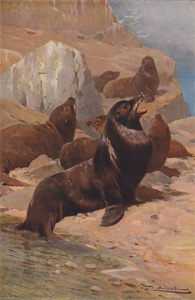 California Sea Lions